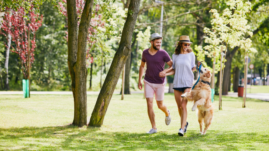 A serene view of Waterloo Park featuring lush greenery, a tranquil pond surrounded by trees, and a pathway for visitors to enjoy nature.